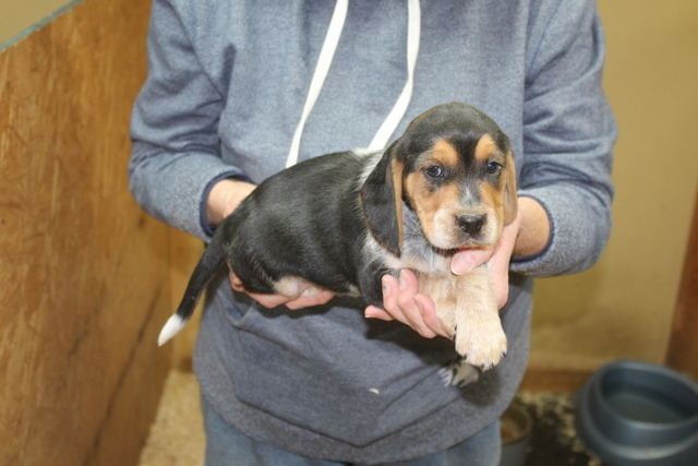 Bluetick beagle fashion kennels